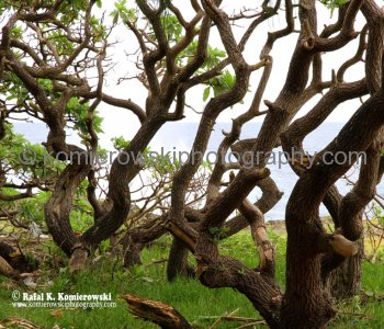 Tropical rainforest trees are well-adapted to the poor soils of their environment...