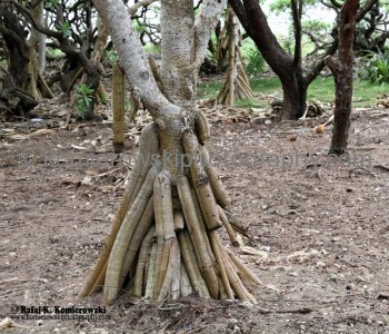 Tropical rainforest trees are well-adapted to the poor soils of their environment...