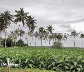 The climate is oceanic tropical with high humidity... provide ideal growing conditions for kabocha...