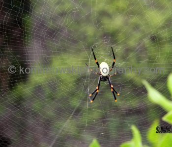 Tonga climate is oceanic tropical with high humidity....ideal for spiders too!