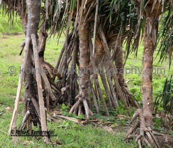 Tonga  is blanketed by lush tropical vegetation....