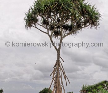 Tonga  is blanketed by lush tropical vegetation....