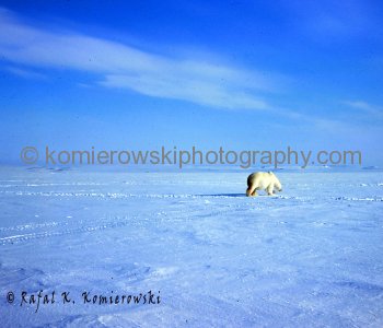 Canadian Arctic, Sverdrup Channel, May 1975, -40C.  Spring in the Arctic Means Polar Bear!