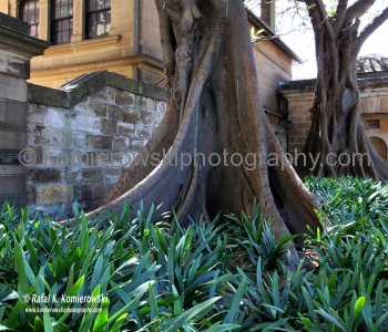 Kapok Tree, Macquarie Street, Sydney
