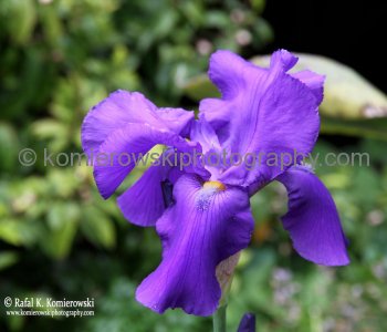 Spring Iris, Hobart,