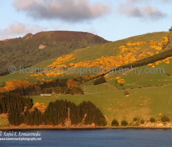 Inlet to Port Chalmers (Dunedin),  spectacular scenery observed from the deck of MS Oosterdam-note changing colors of Gorse the early morning sunlight.
