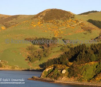 Inlet to Port Chalmers (Dunedin),  spectacular scenery observed from the deck of MS Oosterdam-note changing colors of Gorse the early morning sunlight.