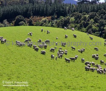 Countryside in spring colors near Palmerson, north of Dunedin