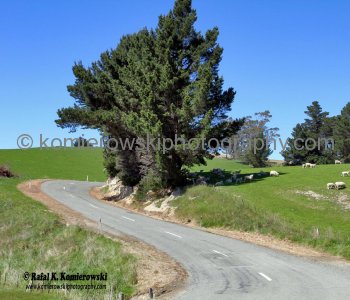 Exploring countryside in spring colors near Palmerson, north of Dunedin