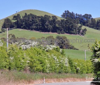 Exploring countryside in spring colors near Palmerson, north of Dunedin