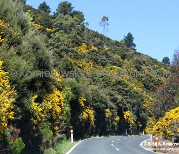 Country road south of Dunedin...on the way to Port Chalmers