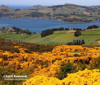 Countryside between Port Chalmers and Dunedin