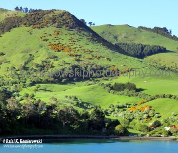 Green scenery of a fjord-like inlet  surrounded by several  hills south of Port Chalmers, NZ