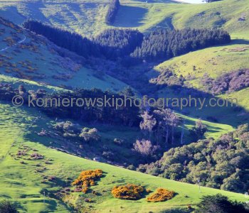 Spectacular green landscape of inlet south of Port Chalmers....