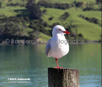 Akaroa, New Zealand