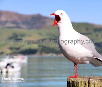 Akaroa, New Zealand