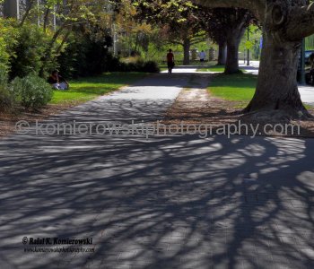 Trees without leaves already providing spring shade for the comfort of pedestrian....Christchurch, New Zealand