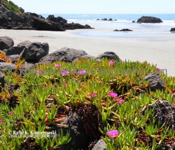 Sumner, Christchurch, New Zealand