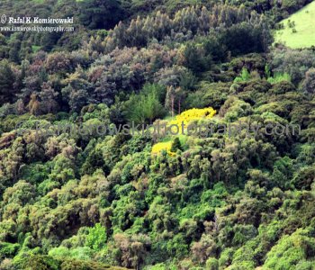 ... spectacular, dramatic and  dreamlike landscapes surrounding Akaroa and the Banks Peninsula coastline...