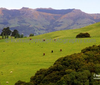 ... spectacular, dramatic and  dreamlike landscapes surrounding Akaroa and the Banks Peninsula coastline...