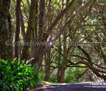 Spectacular Botanic Garden, Mt Victoria, Wellington, New Zealand