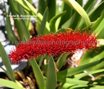 Botanic Garden, Mt Victoria, Wellington, New Zealand