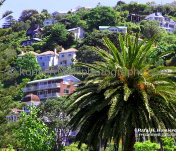 Fern Tree in Botanic Garden, Wellington. New Zealand has an unusually high number of species for a temperate country.
