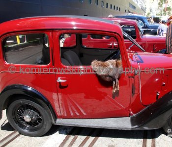 Exhibition of vintage cars bid Bon Voyage to Oosterdam in Napier, New Zealand...