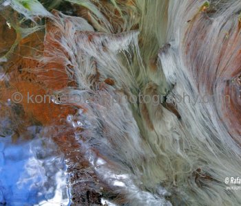 .....Natural  geothermal abstract and grass in water .....Wai-O-Tapu, New Zealand