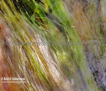 .....Natural  geothermal abstract and grass in water .....Wai-O-Tapu, New Zealand