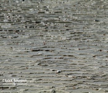 ....detail view of Primrose Terrace showing silica deposits,  Wai-O-Tapu, New Zealand