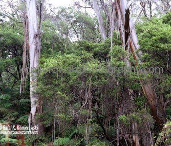 Rainforest plants at Leura Falls include the Southern Sassafras and the Black Olive Berry, both relics from the age of Gondwana