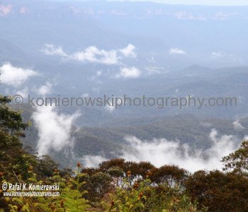 Blue Mountains is densely populated by oil bearing Eucalyptus trees...