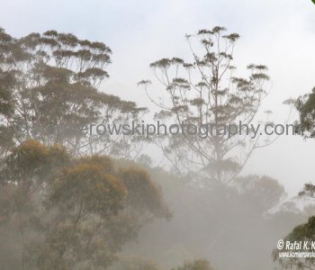 Blue Mountains,   New South Wales, Australia