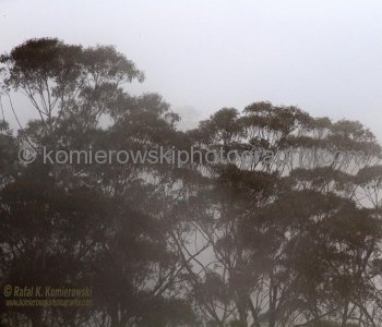Blue Mountains,   New South Wales, Australia