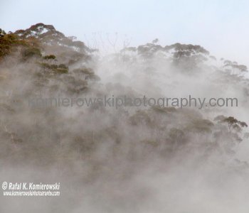 Blue Mountains,   New South Wales, Australia