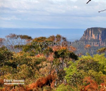 Blue Mountains,   New South Wales, Australia