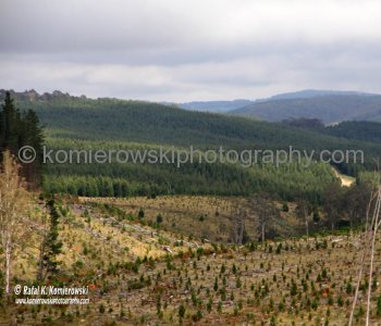 Interesting scenery...pine plantation next to native forest!  View from the highway on the way to Jenolan Caves from Katoomba, New South Wales, Australia