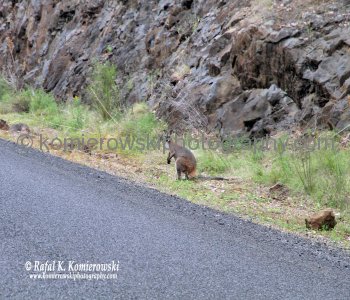 Bylong Valley Way  is a picturesque, fully asphalt highway, in Australia called: sealed,  link between the Castlereagh Highway from Ilford to Golden Highway at Sandy Hollow