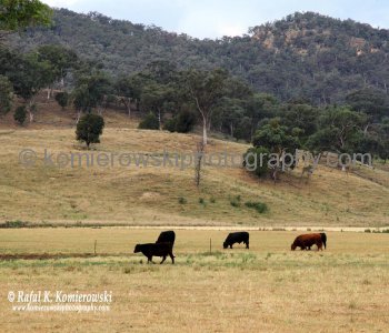 Farmland scenery viewed from Bylong Valley Way, NSW, Australia
