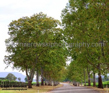 Birthplace of Australian Shiraz. Wyndham Estate Winery in the Hunter Valley Wine Country, NSW, Australia