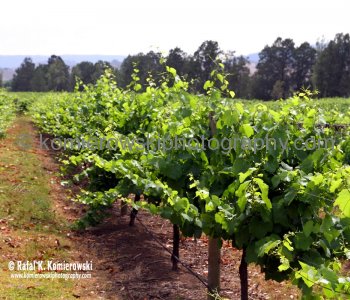 Birthplace of Australian Shiraz. Wyndham Estate Winery in the Hunter Valley Wine Country, NSW, Australia