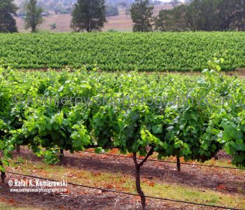 Birthplace of Australian Shiraz. Wyndham Estate Winery in the Hunter Valley Wine Country, NSW, Australia