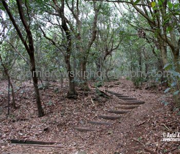 Hike along Littoral Rainforest Trail to Cape Hawke in Booti Booti National Park,  NSW, Australia