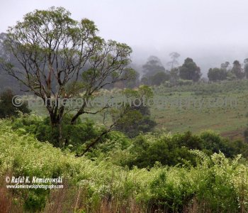Farmland near Dorrigo, NSW, Australia (rain - local spring time - November 10, 2012)