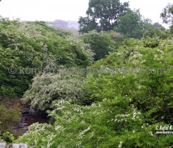 Near Dorrigo, NSW, Australia (rain - local spring time - November 10, 2012)
