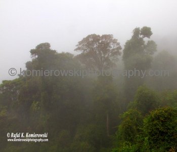 Rainforest in Dorrigo National Park, Dorrigo, NSW, Australia  (rain - local spring time - November 10, 2012)