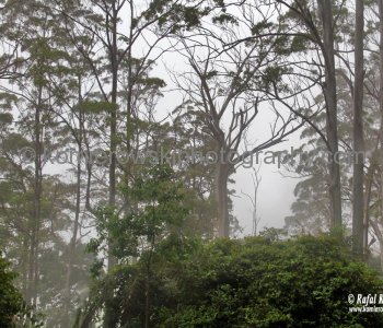 Rainforest in Dorrigo National Park, Dorrigo, NSW, Australia  (rain - local spring time - November 10, 2012)
