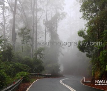 Rainforest in Dorrigo National Park, Dorrigo, NSW, Australia  (rain - local spring time - November 10, 2012)
