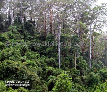 Rainforest in Dorrigo National Park, Dorrigo, NSW, Australia  (rain - local spring time - November 10, 2012)